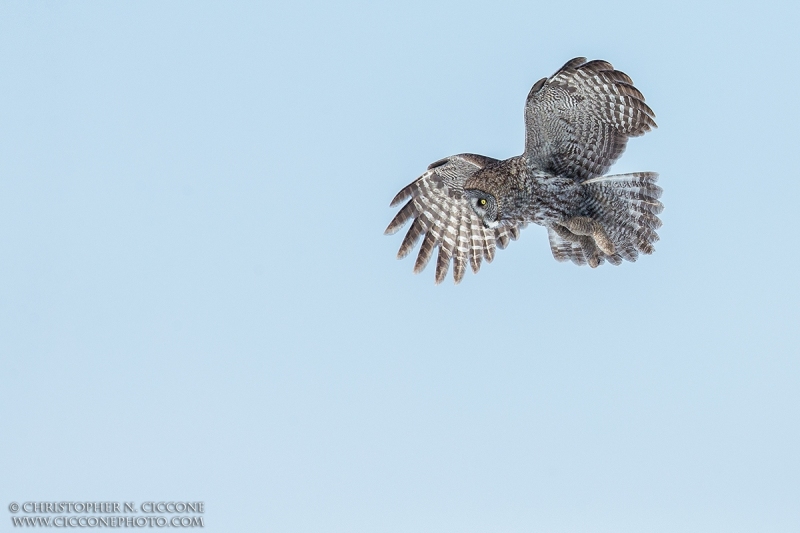 Great Gray Owl