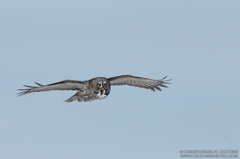 Great Gray Owl