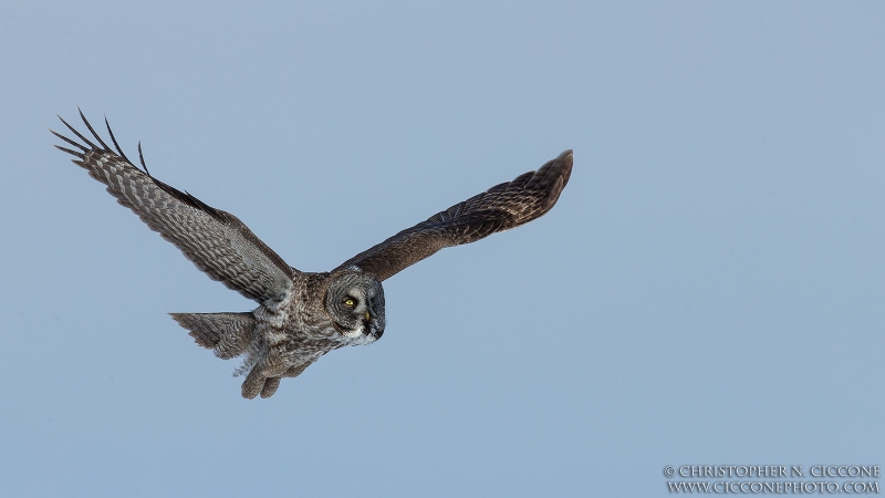 Great Gray Owl