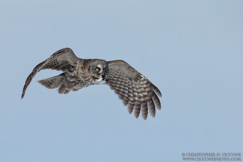 Great Gray Owl