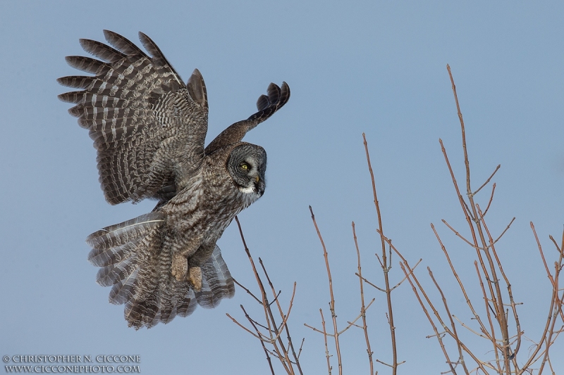 Great Gray Owl