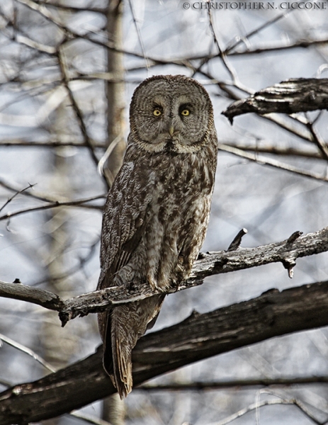 Great Gray Owl