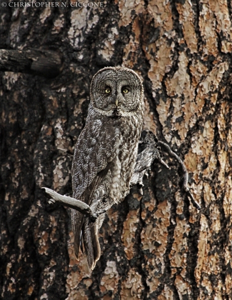 Great Gray Owl