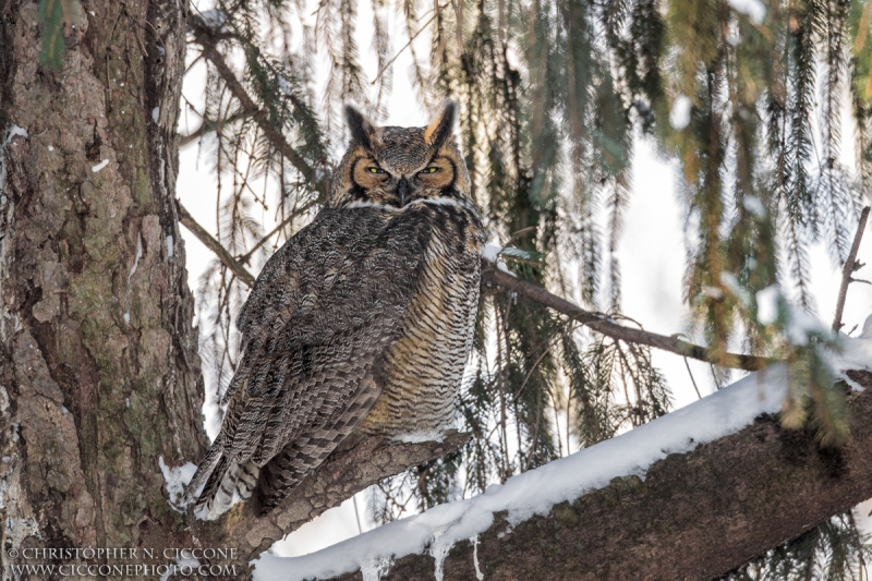 Great Horned Owl