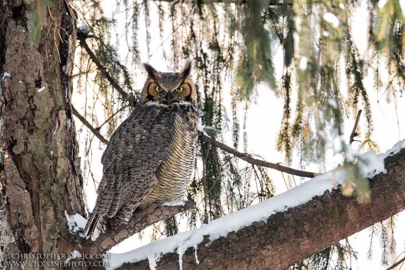 Great Horned Owl