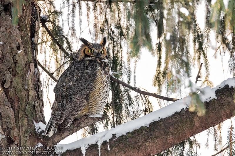 Great Horned Owl