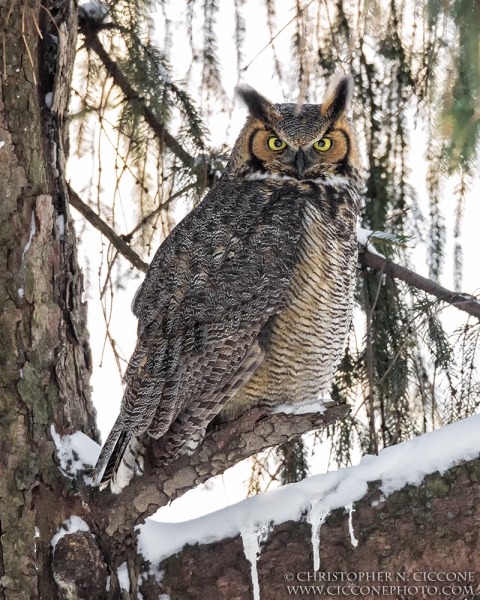 Great Horned Owl