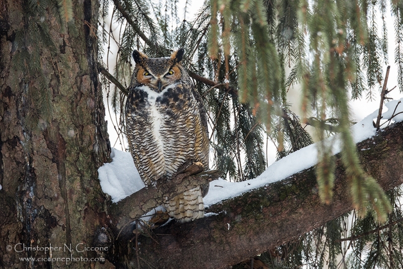 Great Horned Owl