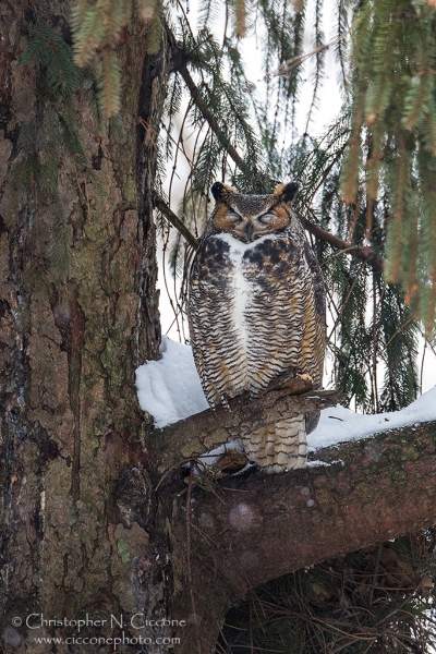 Great Horned Owl