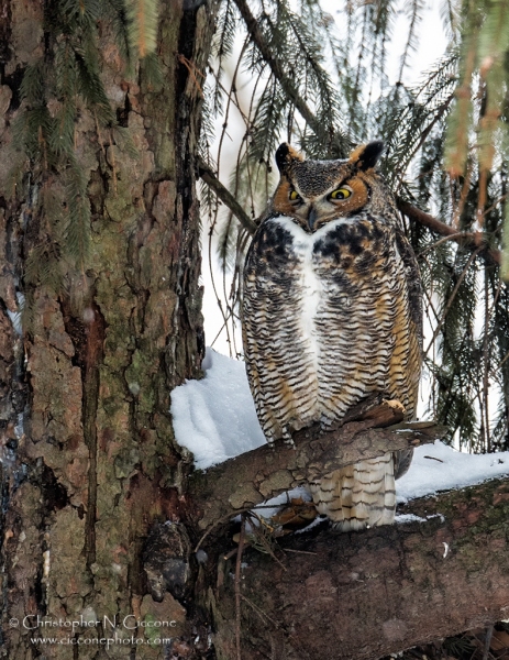 Great Horned Owl