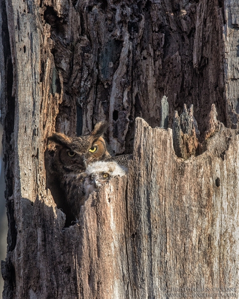 Great Horned Owl