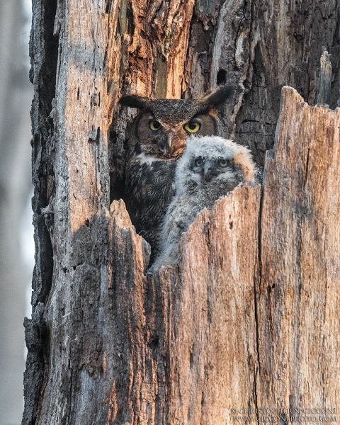 Great Horned Owl