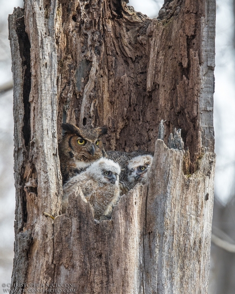 Great Horned Owl