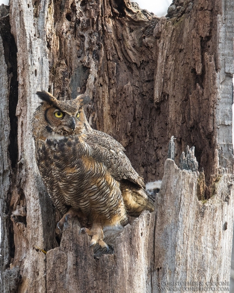 Great Horned Owl