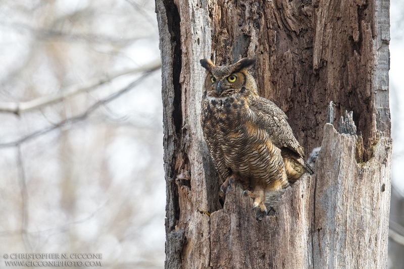 Great Horned Owl