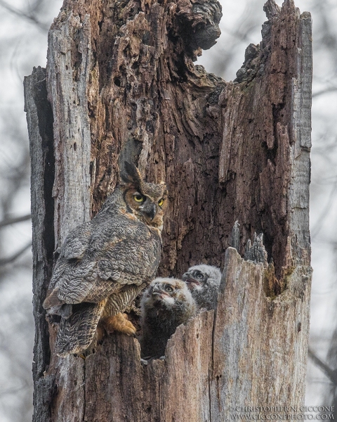 Great Horned Owl