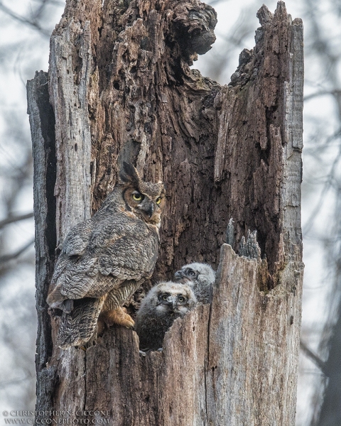 Great Horned Owl