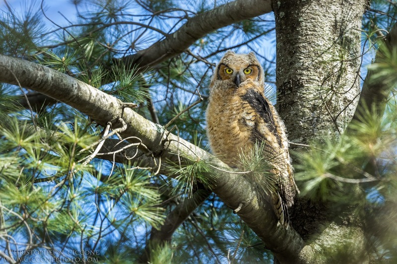 Great Horned Owl