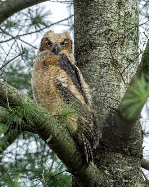 Great Horned Owl