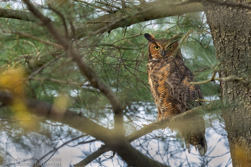 Great Horned Owl