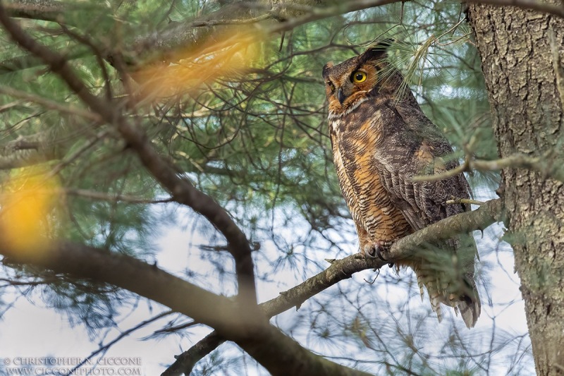 Great Horned Owl