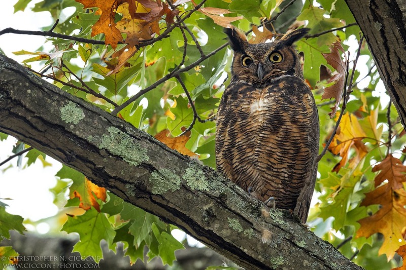 Great Horned Owl