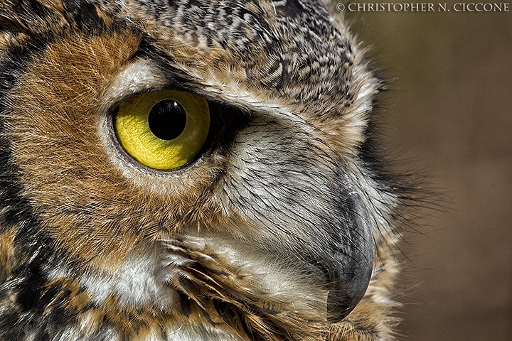 Great Horned Owl (captive)