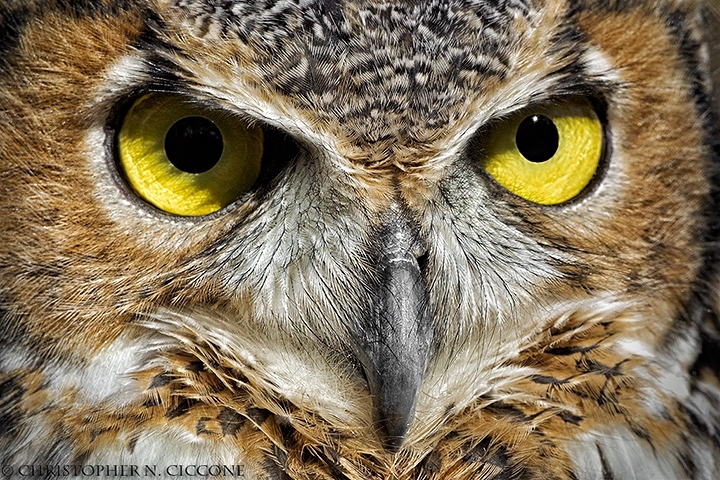 Great Horned Owl (captive)