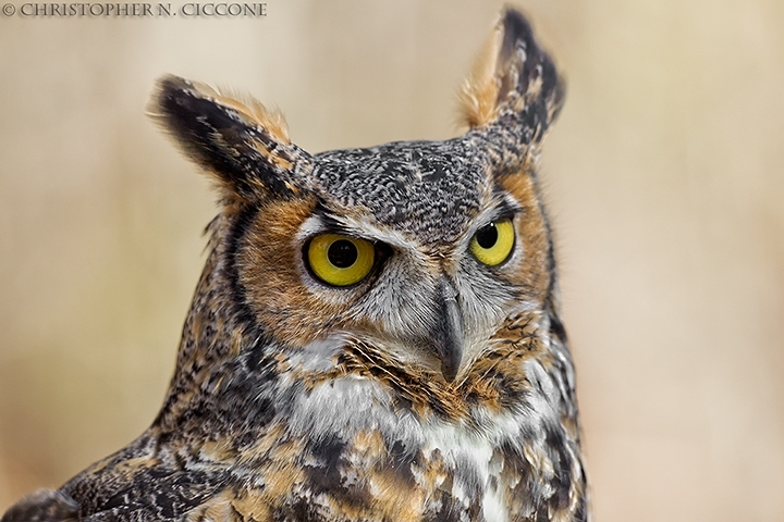 Great Horned Owl (captive)