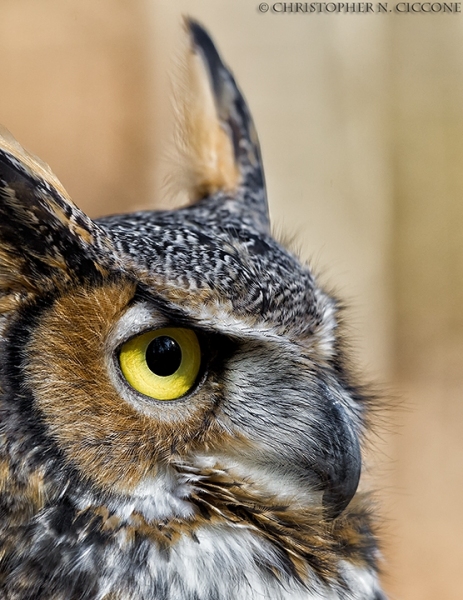 Great Horned Owl (captive)