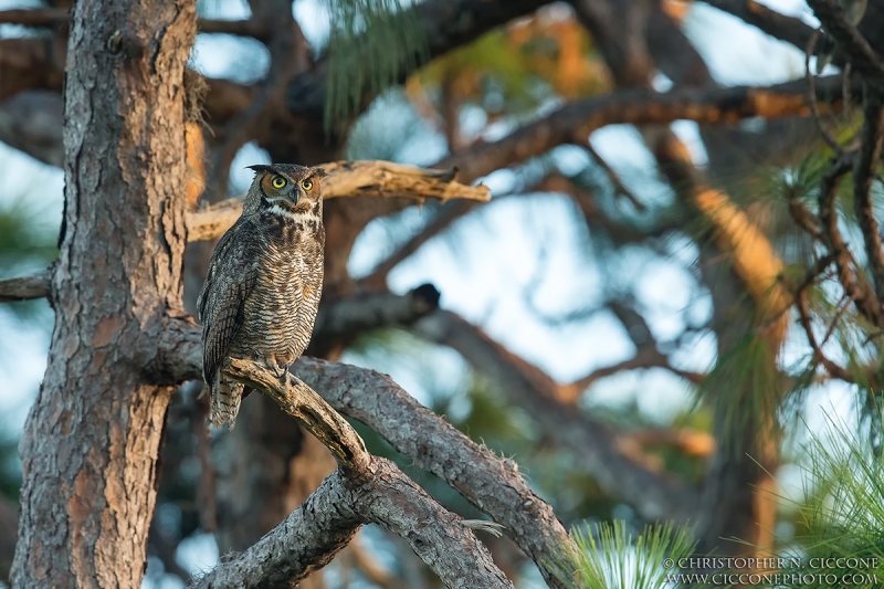 Great Horned Owl