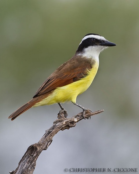 Great Kiskadee