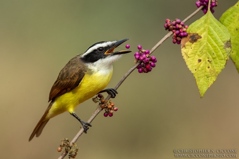 Great Kiskadee