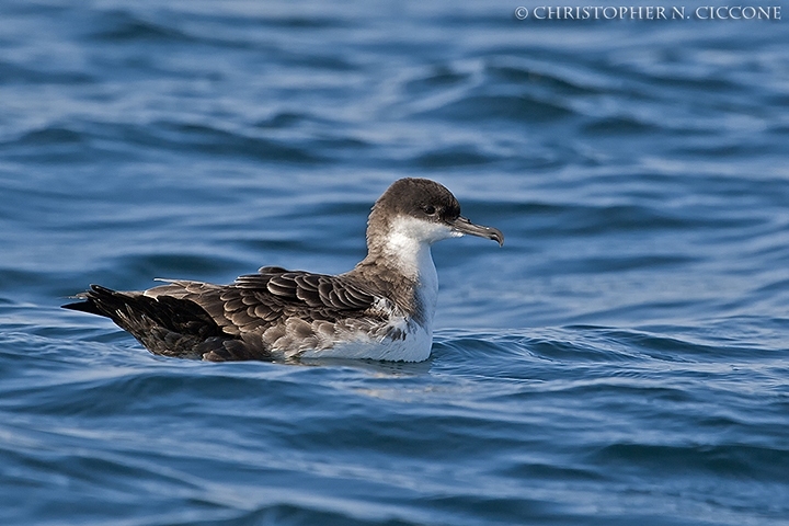 Great Shearwater