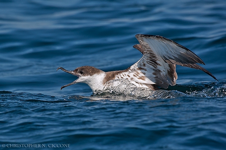 Great Shearwater