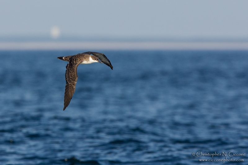 Great Shearwater