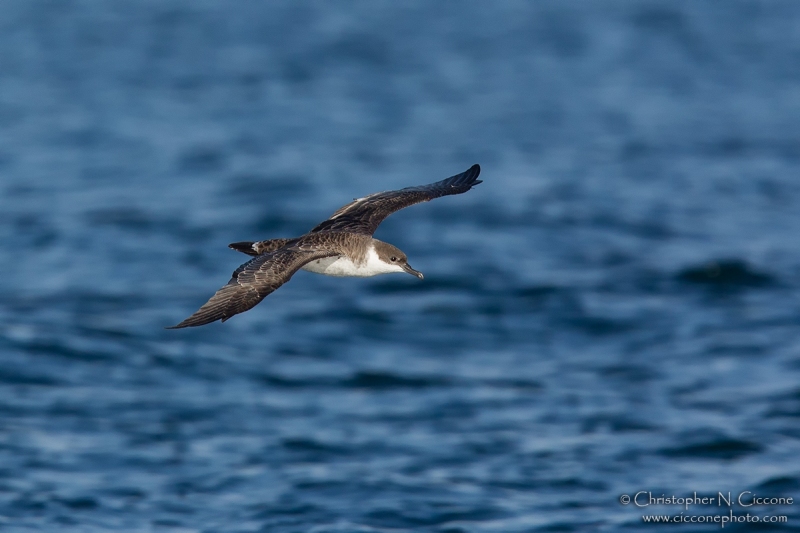 Great Shearwater