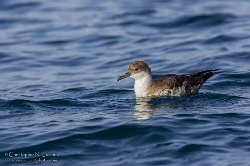 Great Shearwater