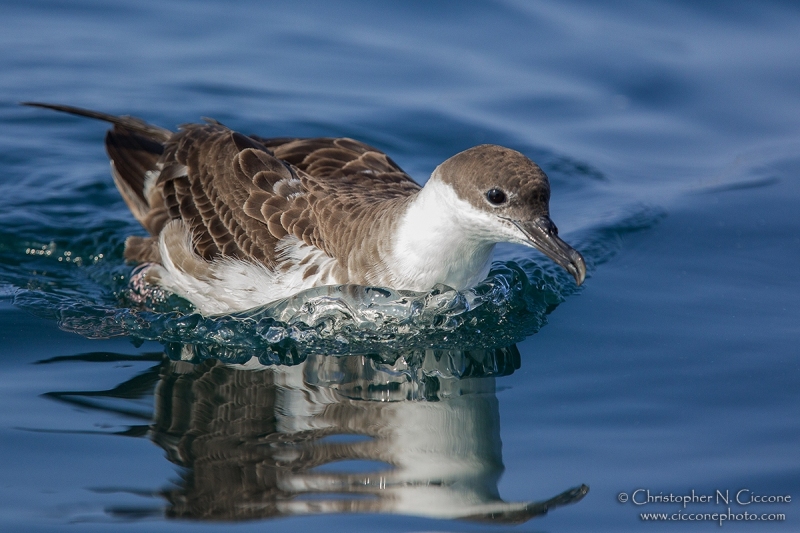 Great Shearwater