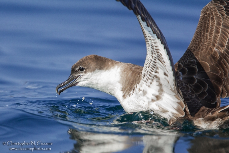 Great Shearwater