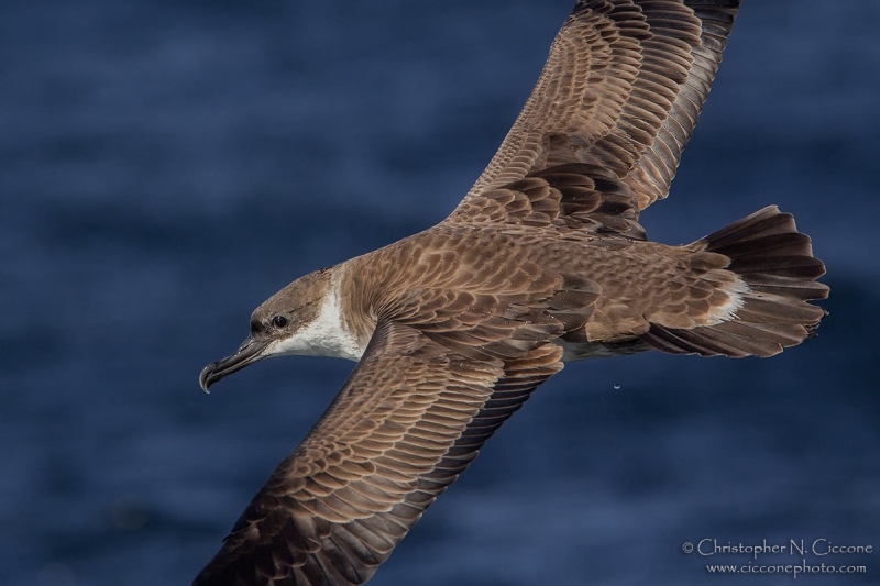 Great Shearwater