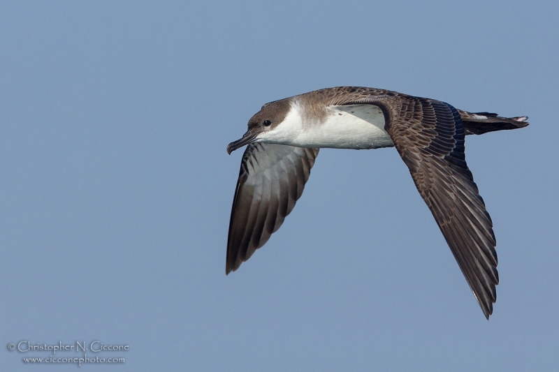 Great Shearwater