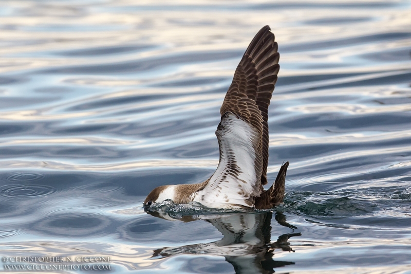 Great Shearwater