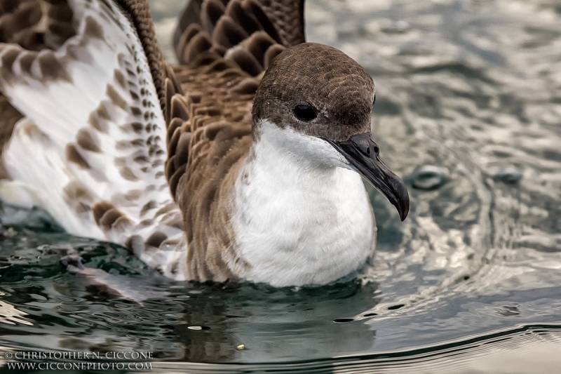 Great Shearwater