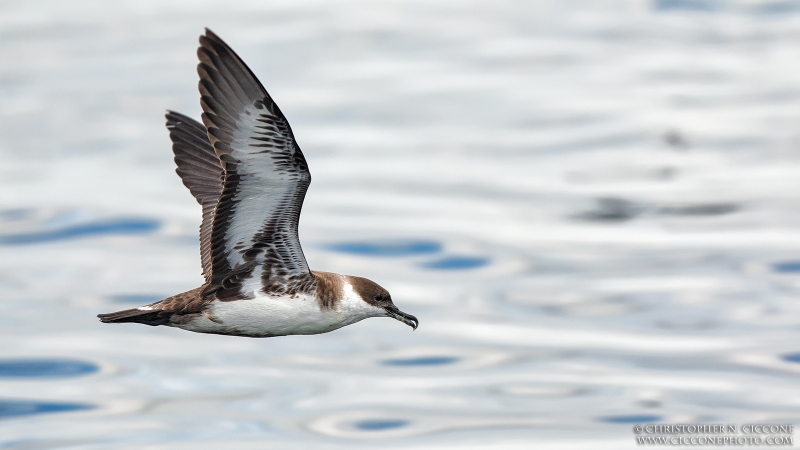 Great Shearwater