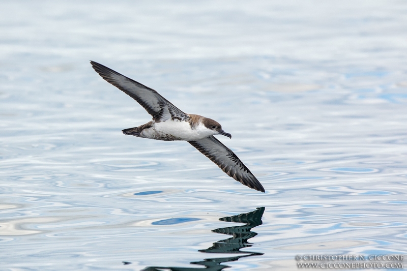 Great Shearwater