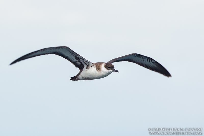 Great Shearwater