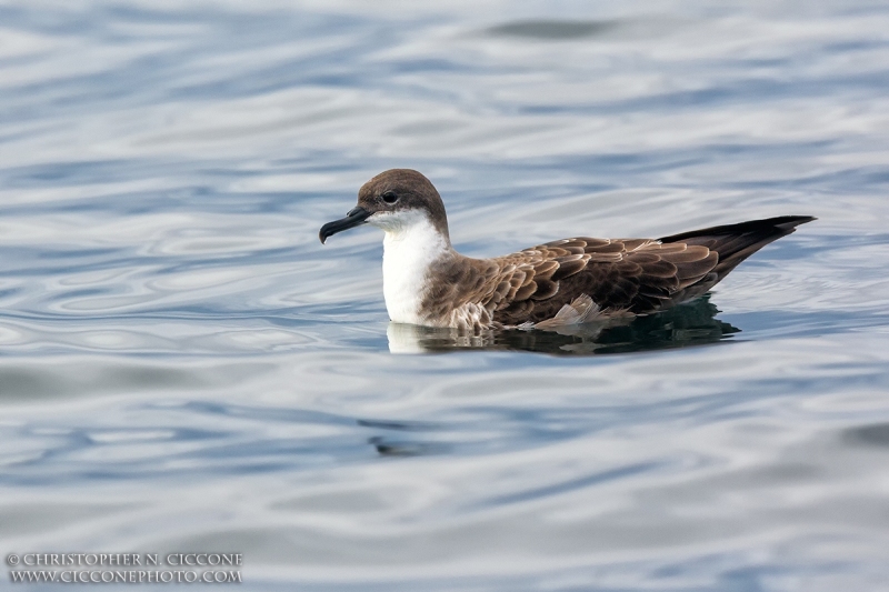 Great Shearwater