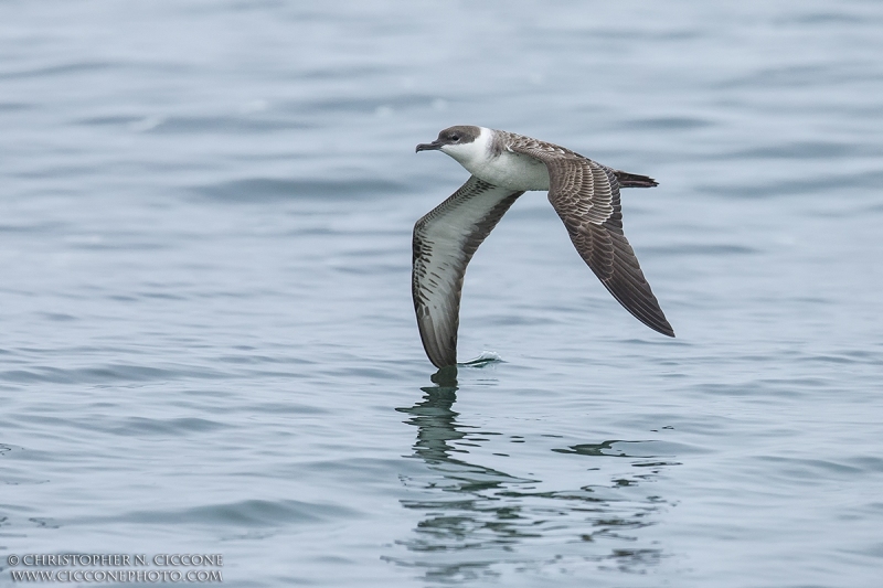 Great Shearwater