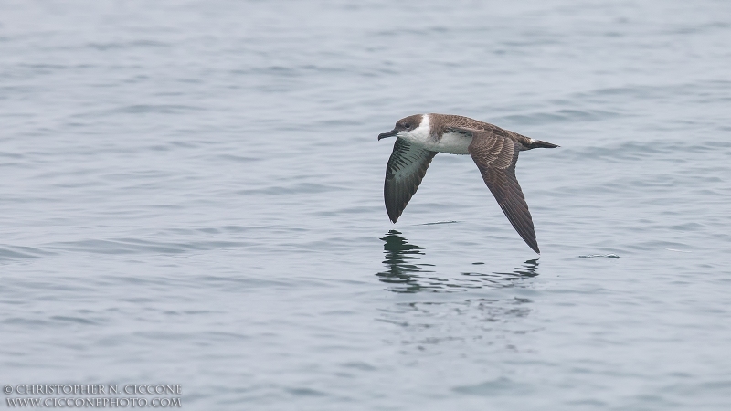 Great Shearwater